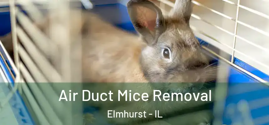  Air Duct Mice Removal Elmhurst - IL